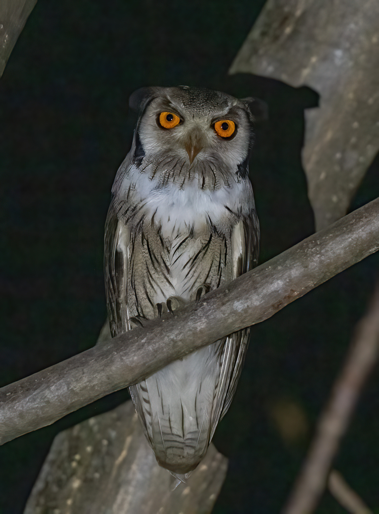 image Northern White-faced Owl